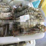 Frozen Sea Best Shrimp thumbnail-1