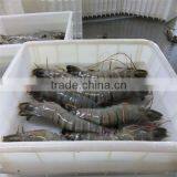 Frozen Fresh Shrimp and Seafood Shrimp thumbnail-1