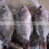 Frozen Tilapia thumbnail-2