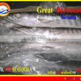 FROZEN WHOLE ROUND BARRACUDA FISH thumbnail-5