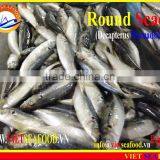 FROZEN MARUADSI (ROUND SCAD) thumbnail-6