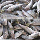 Horse Mackerel(100-150g) thumbnail-1