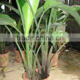 Strelitzia Nicolai Ornamental Plants thumbnail-5