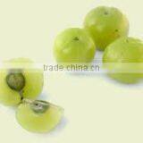 Amla Extract thumbnail-4