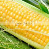 1.4d*38mm PLA Fiber Factory thumbnail-1