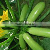 Jade No.1 Light Green Early Mature Hybrid f1 Squash Seeds