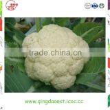 Organic Green Vegetables Fresh Cauliflower From China thumbnail-4