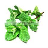 Dementholised Peppermint Oil thumbnail-1