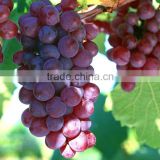Grape Seed Extract 95% OPC