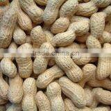 2014 Crop Chinese Washed Peanut in Shell thumbnail-2