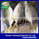 Gain Ocean Food Farm Raised Seafood Available Size Frozen Whole Golden Pompano Fish