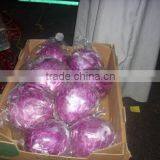 Fresh Cabbages thumbnail-1