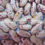 Light Speckled Kidney Bean thumbnail-1