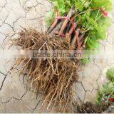 Easy Survival Putao Shu:The Grape Seedling thumbnail-4