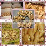 Fresh Washed Ginger thumbnail-2