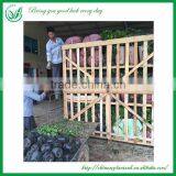 Green Plants Ficus Ginseng Bonsai thumbnail-5