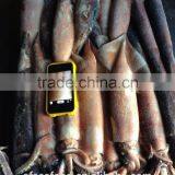 White Board of Japanese Squid thumbnail-2