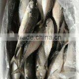 Whole Fish Frozen Jack Mackerel thumbnail-1