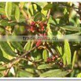 Shikakai Oil thumbnail-2