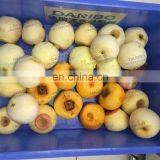 Efficient Passion Fruit/Persimmon Peeling Machine ,Round Fruit Skin Peeler With Big Capacity thumbnail-4