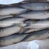100% Net Weight Frozen Mackerel thumbnail-1