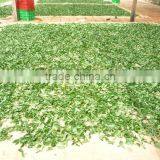 OLD STYLE OOLONG TEA thumbnail-4