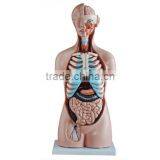 High Quality Human Torso Model 85cm for Educational