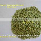 Foeniculum Vulgare / Fennel Seeds / Saunf Whole Spice