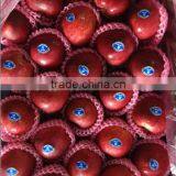 Hot Sale Chinese Fresh Red Delicious Apple With High Quality thumbnail-1