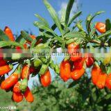 Certified Organic Ningxia Dried Goji Berry Healthy Nutriton Wolfbery