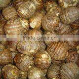 Chinese Fresh Eddoes thumbnail-4