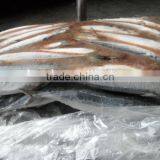 Frozen Big Saury 200-300 thumbnail-1