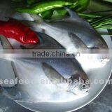 Frozen Silver Pomfret thumbnail-1