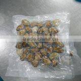 VACCUM CLAM FROM CHINA FOR EXPORT thumbnail-1