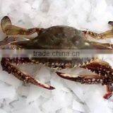 Deep Sea China Seafood Marine Crabs thumbnail-1