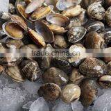 America Standard Short Necked Clam Meat thumbnail-2