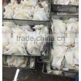 Frozen Giant Peru Fillet Squid Neck Size 500+ on Sale thumbnail-2