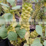 Monadenium Ritchei Ssp. Nyambense Variegata thumbnail-1