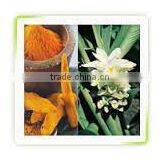 Curcuma Longa Extract thumbnail-1