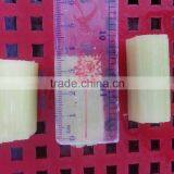 Best Price Frozen Sweet Sugar Cane From Vietnam