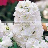 Fresh Cut Best-Selling Colorful Violet Flower thumbnail-3