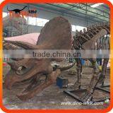 Museum High Quality Realistic Triceratops Dinosaur Skeleton Fossil