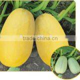 HuangBao 1 Middle Mature Seed Squash Seeds