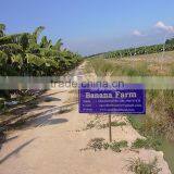 VIETNAM BEST QUALITY FRESH CAVENDISH BANANA thumbnail-4