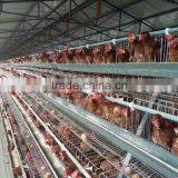 Automatic Chicken Feeding Equipment thumbnail-2
