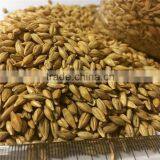 Australia Barley for Food Beer Feed Cheap thumbnail-3