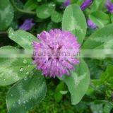 Organic Red Clover Extract, Plant, Herbal thumbnail-1