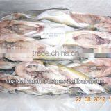 PUFFER FISH / GLOBE FISH / FUGU FISH / LAGOCEPHALUS GLOVERI thumbnail-1