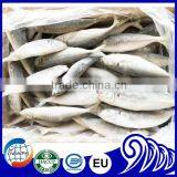 Frozen Small Eye Horse Mackerel thumbnail-1