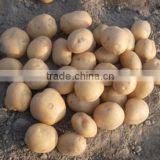 Yellow Skin Bangladesh Origin Fresh Potato